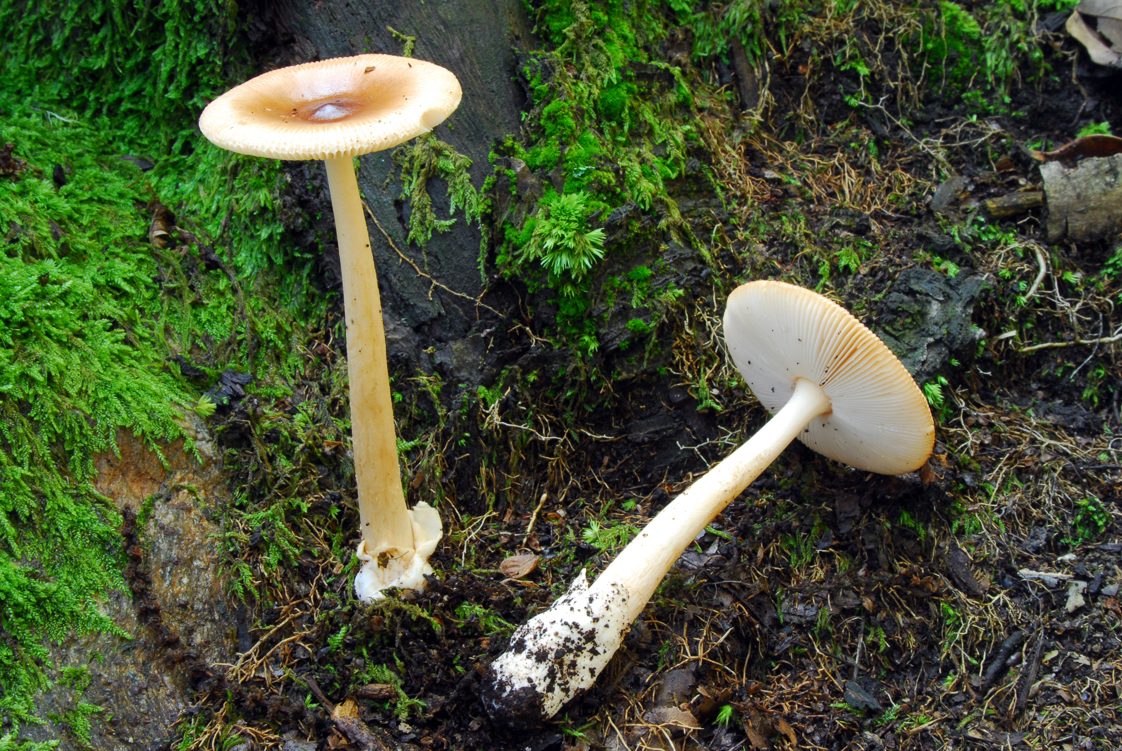 Foto Amanita fulva